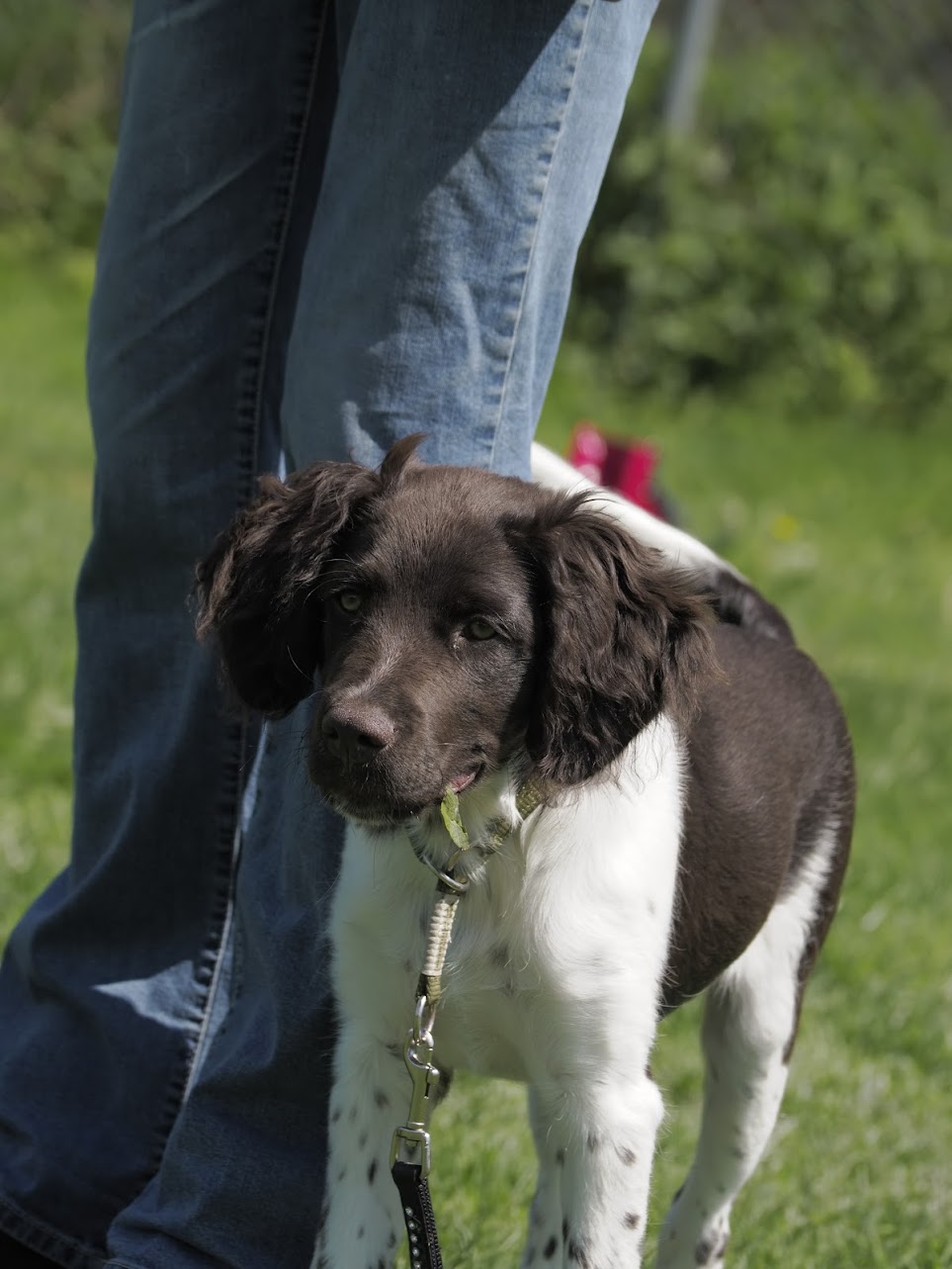 welpenprägung dog academy welpe und halter erste übungen in der hundeschule in der region chur