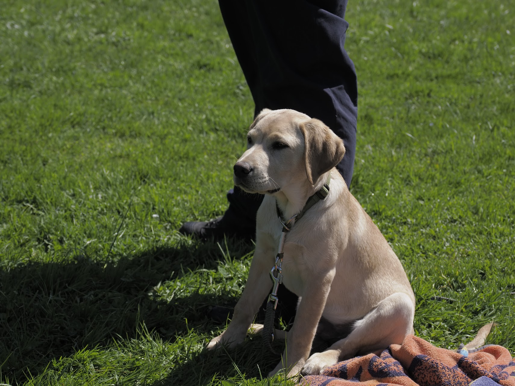 welpenprägung dog academy junge hunde lernen sicherheit und selbstvertrauen in der hundeschule in der region landquart
