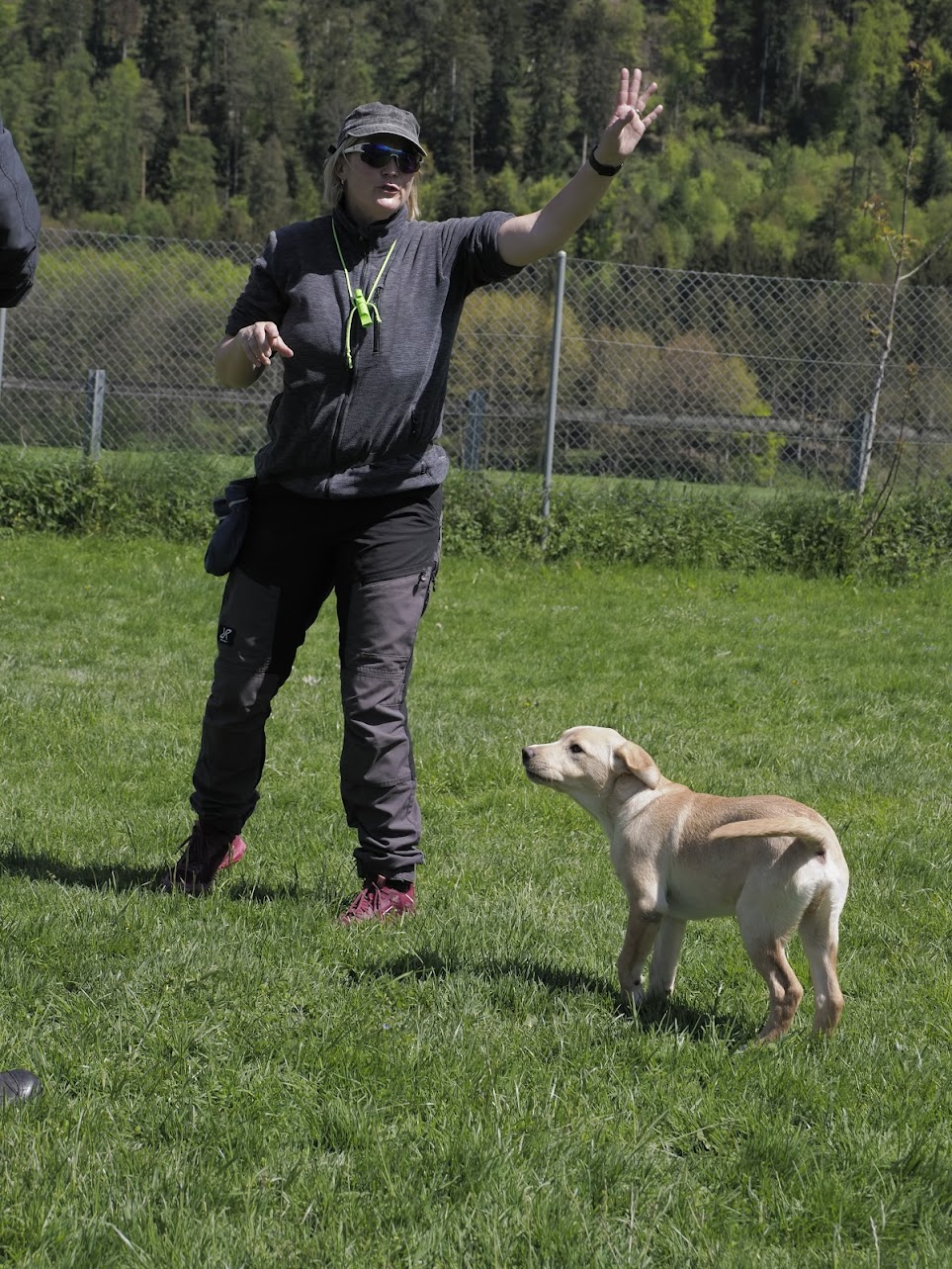 welpenkurs dog academy welpe lernt erste signale im training