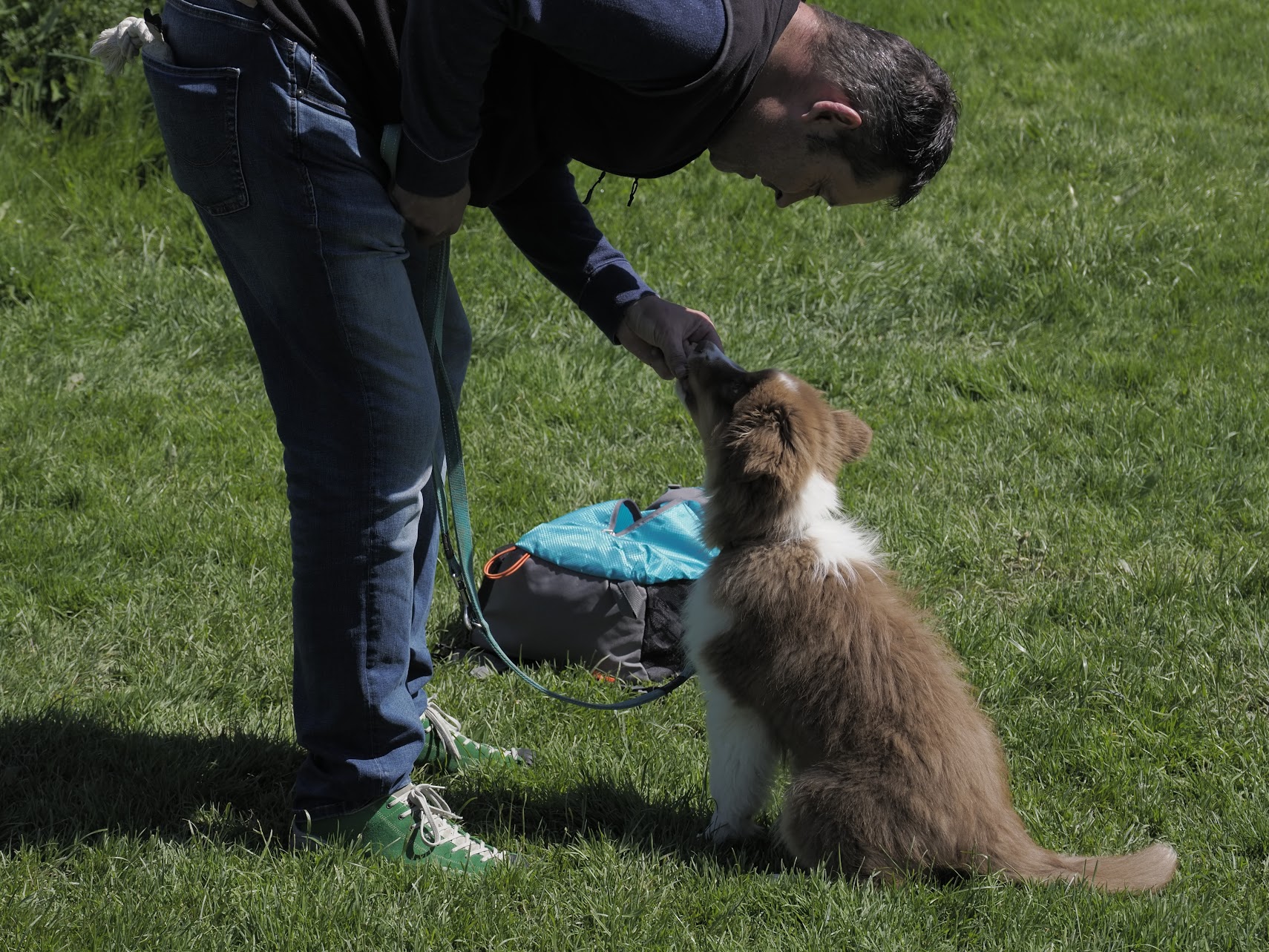 dog academy welpentraining sozialisation und spiel im kurs
