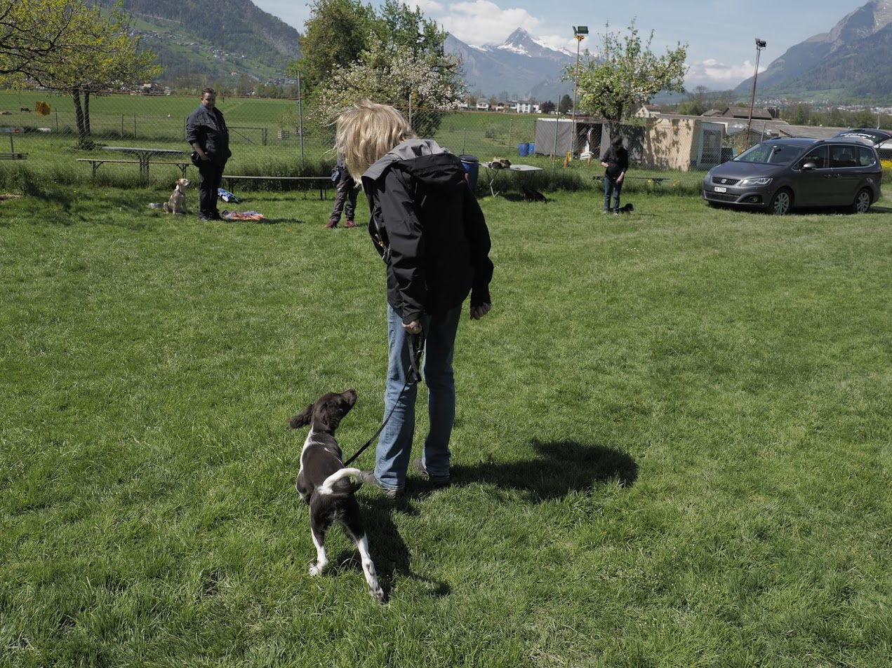 junghundekurs landquart dog academy leinenführung mit junghund