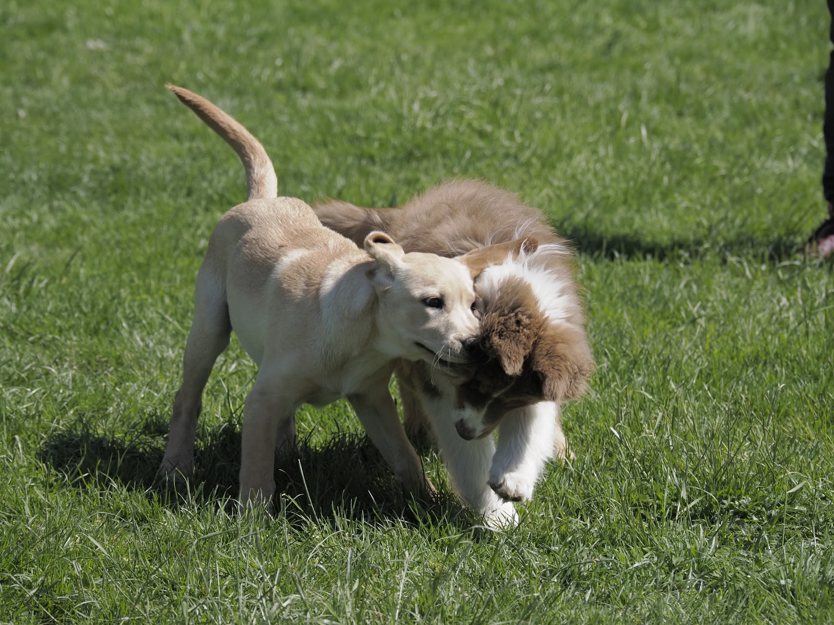 welpenprägung dog academy in chur welpen beim gemeinsamen spielen
