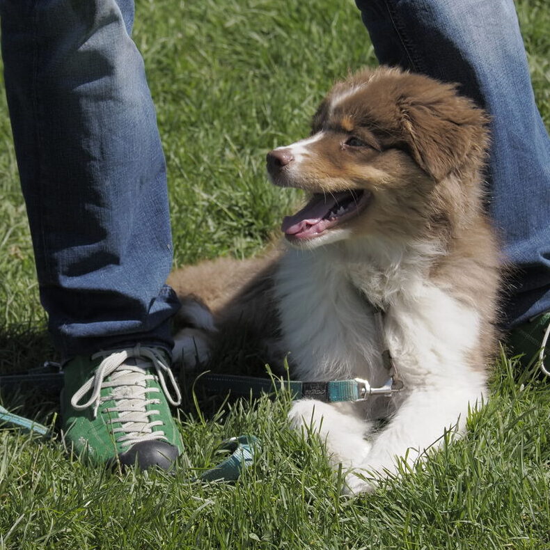 welpenprägung dog academy in landquart hund und halter im kurs