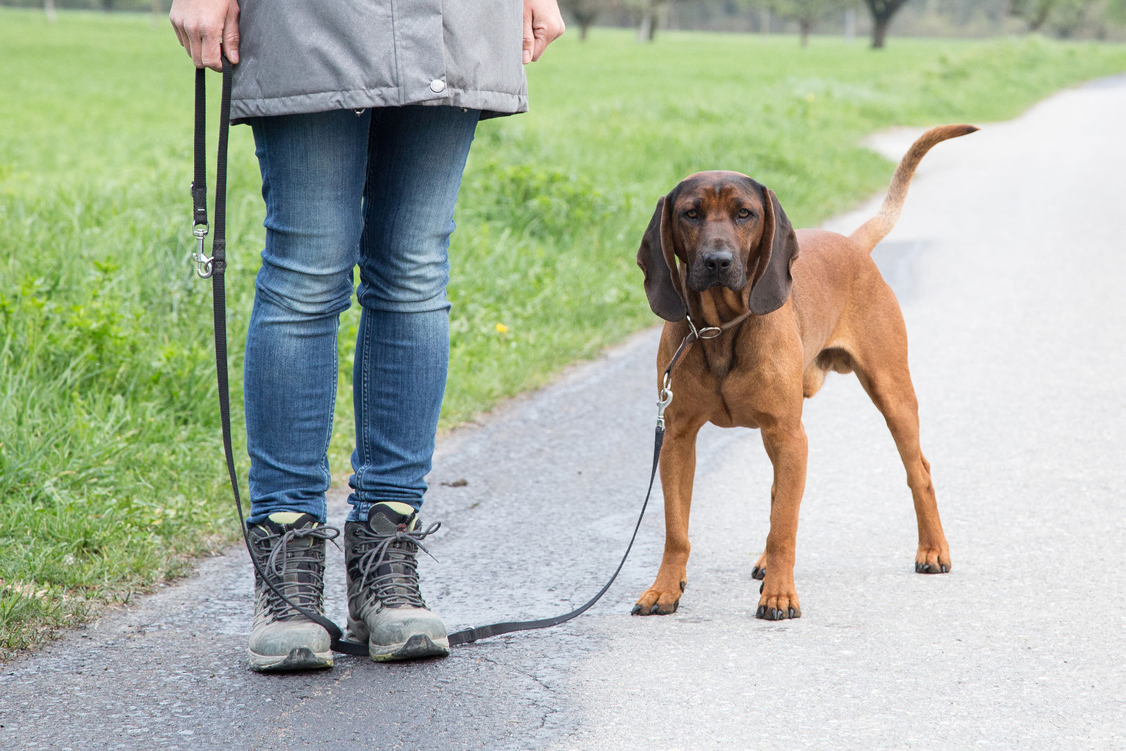 training erwachsener hund landquart impuls kontrolle dog academy