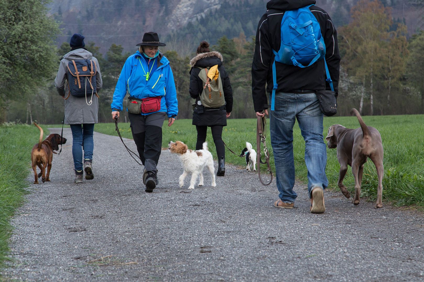 erwachsene hunde training landquart hund und halter bei übungen